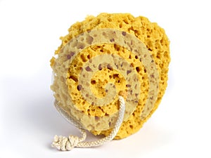 A natural wild sponge