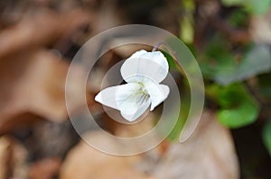 Natural Wild Violet or Viola odorata