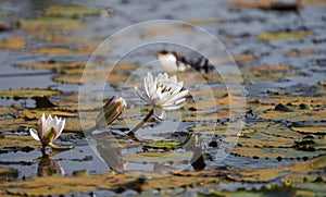 A Natural Wild White Water Lilies and Pads, Lily in pond, Lily flower and pad