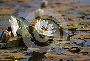 A Natural Wild White Water Lilies and Pads, Lily in pond, Lily flower and pad