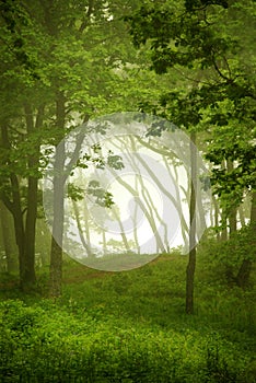 Natural window, forest frame