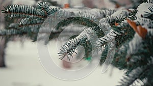 Natural winter background, snow-covered branches of blue spruce, selective focus