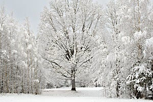 Natural winter landscape