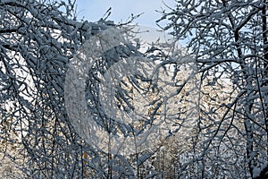 Natural winter pattern made from snow-covered tree branches
