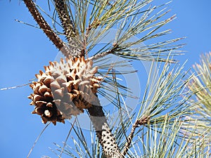 Natural Wonder, nature, pinecones, California