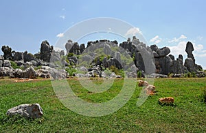 Natural wonders of China (stone forest)