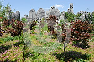 Natural wonders of China (stone forest)