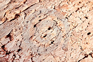 Natural wood background traces of bark beetle
