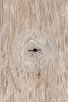 Natural wood panel texture, use as background.