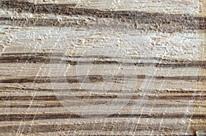 Natural wood texture closeup. Tree cut background. Wood working, timber processing