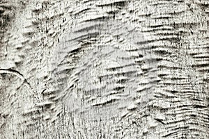 Natural wood texture - coarse surface of barkless tree trunk