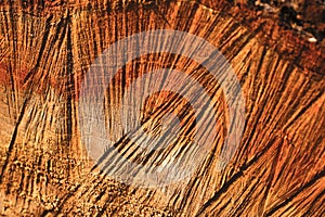 Natural wood texture of cut tree trunk. Close-up wooden cut structure. Willow tree. Sale. Selective focus