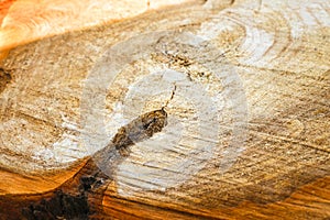 Natural wood texture of cut tree trunk. Close-up wooden cut structure. Willow tree. Sale. Selective focus