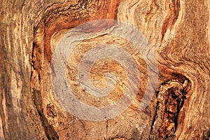 Gnarled tree closeup texture