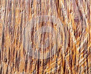 Natural wood texture with warm yellow color. Wooden texture closeup