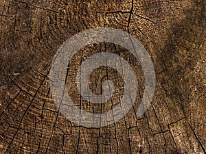 Natural wood tree rings suitable as background.