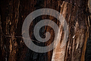 Natural wooden background of chestnut tree burned by lightning