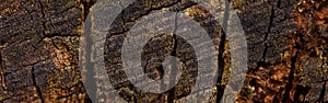 Natural wooden cut off texture nature background. Closeup macro of old aged oak tree bark log. Unusual pattern surface with cracks