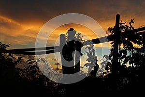 Abstract nature background with beautiful evening sunset sky cloud colors, plants and wooden fence silhouette.