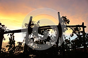 Abstract nature background with beautiful evening sunset sky cloud colors, plants and wooden fence silhouette.