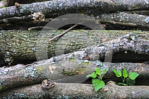 Natural wooden texture