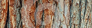 Natural wooden texture background. Closeup macro of old aged tree bark. Abstract oak tree nature backdrop. Pattern surface with