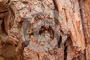 Natural wooden texture background. Closeup macro of old aged tree bark. Abstract oak tree nature backdrop, wallpaper. Unusual