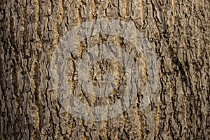 Natural wooden texture background. Closeup macro of old aged tree bark pattern. Abstract oak tree nature backdrop or wallpaper. ba