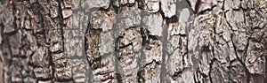 Natural wooden texture background. Closeup macro of old aged tree bark pattern. Abstract oak tree nature backdrop wallpaper. Web