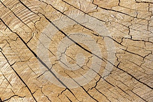 Natural Wooden Texture Cracking From Sun Damage