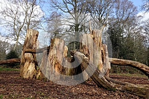 Natural woodland kids play area made with sustainably felled oak tree trunks on Chorleywood Common