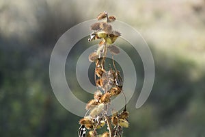 Natural Xanthium Spinosum plant in a natural environment. Empty copy space