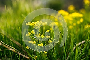 Natural yellow camp flower field of cozla