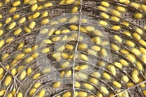 Natural yellow cocoon, a source of silk thread and silk fabric.