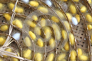 Natural yellow cocoon and white, a source of silk thread and silk fabric.