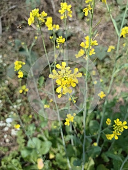 Yellow Flower Gift of Mother Nature