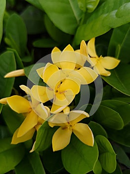 Natural yellow Ixora flowers