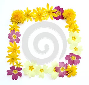 natural yellow and pink flowers blossoms frame picked in spring