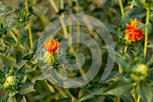 Natural yellow red green color plants called Safflower flower photo