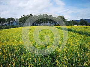 The Natural Yellow Sunn Hemp Field Crop