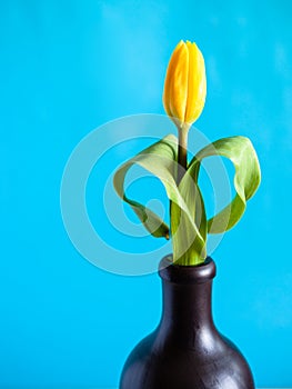 Natural yellow tulip flower with blue background