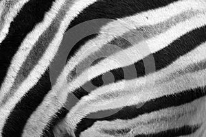 Natural zebra fur texture