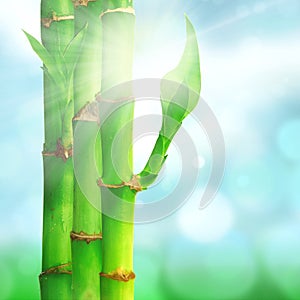 Natural zen backgrounds with bamboo leaves