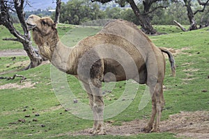 NATURE ANIMAL NATURALEZA AFRICA PARQUE CAMEL DROMEDARY PARK photo