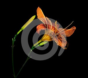 Naturalised daylily - hemerocallis, flower artistic over black