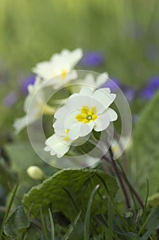Naturalised Yellow Primula Primroses