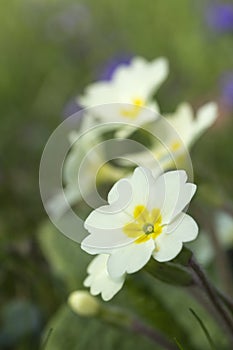 Naturalised Yellow Primula Primroses photo