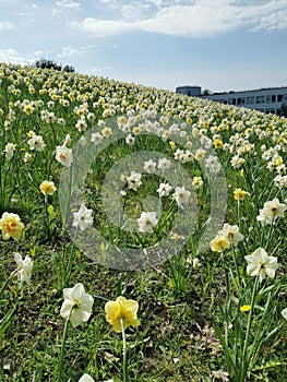 Naturalising daffodils in grass photo