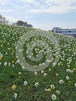 Naturalising daffodils in grass photo