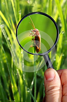 Naturalist photo